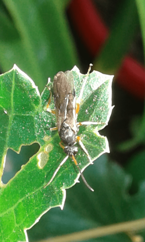 Formicidae da ID
